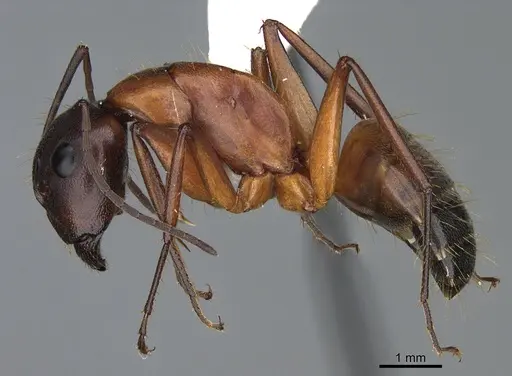 Camponotus semitestaceus - CASENT0840894