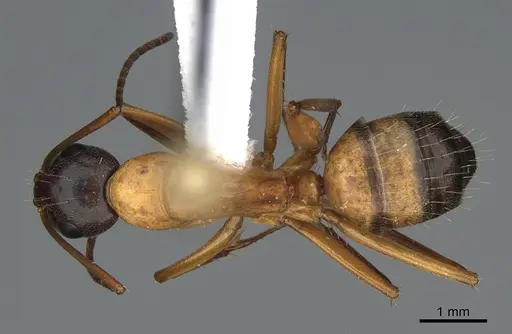 Camponotus semitestaceus - CASENT0840895