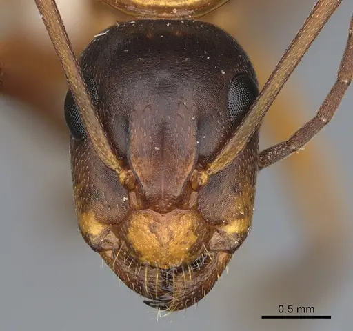 Camponotus semitestaceus - CASENT0840895