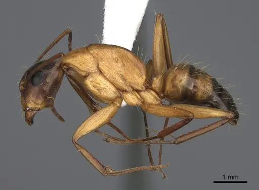 Camponotus semitestaceus - CASENT0840895