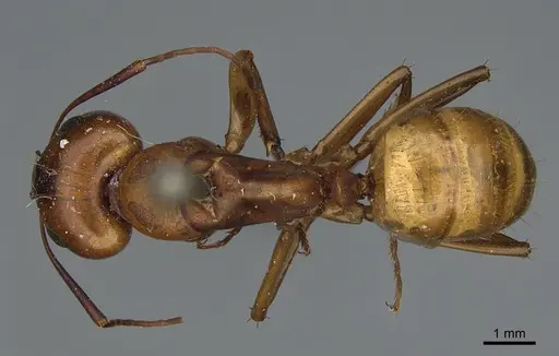 Camponotus semitestaceus - CASENT0840902