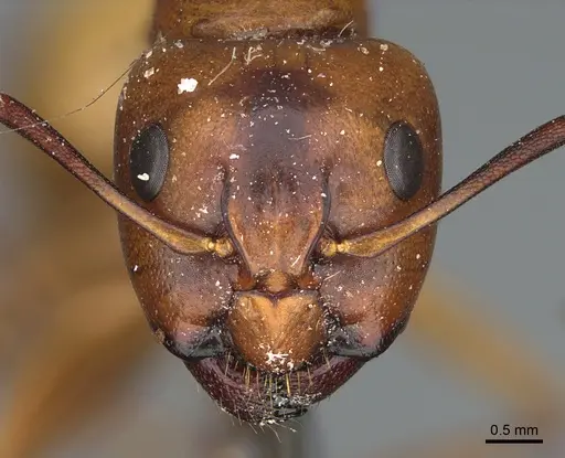 Camponotus semitestaceus - CASENT0840902