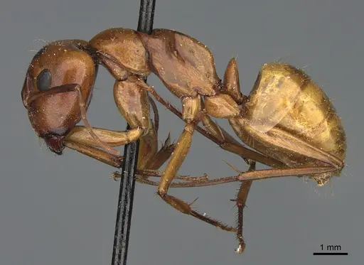 Camponotus semitestaceus - CASENT0840902