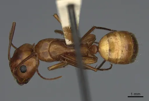 Camponotus semitestaceus - CASENT0840903