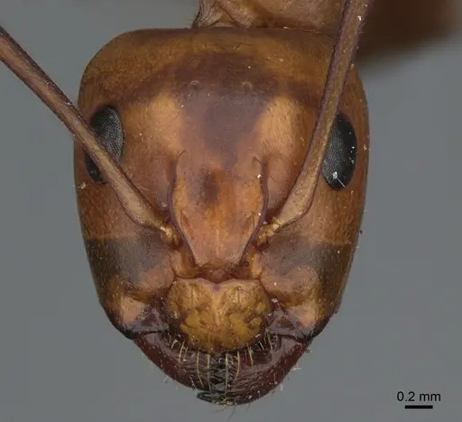 Camponotus semitestaceus - CASENT0840903