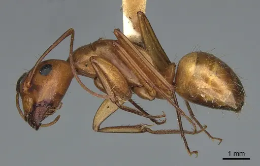 Camponotus semitestaceus - CASENT0840903