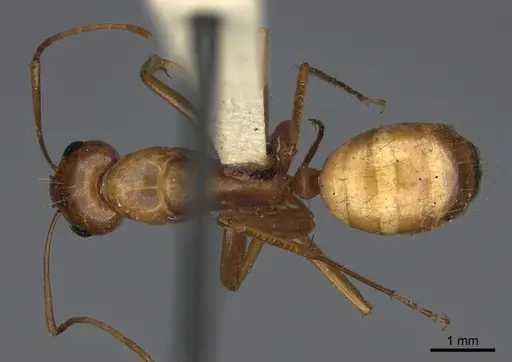 Camponotus semitestaceus - CASENT0840904