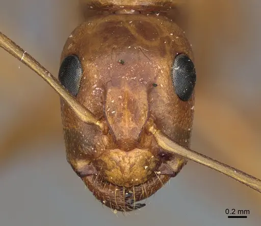 Camponotus semitestaceus - CASENT0840904