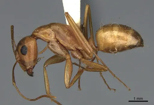Camponotus semitestaceus - CASENT0840904
