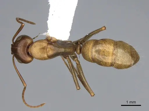 Camponotus semitestaceus - CASENT0840905