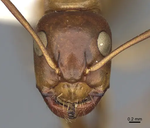 Camponotus semitestaceus - CASENT0840905