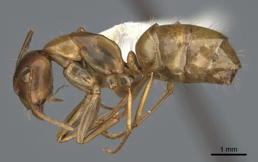 Camponotus semitestaceus - CASENT0840905