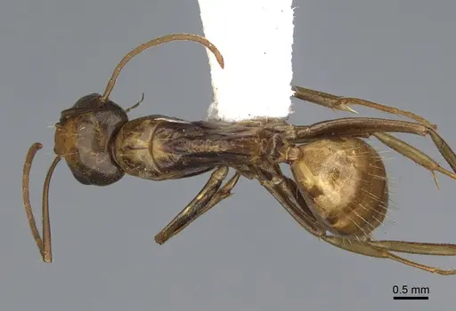 Camponotus semitestaceus - CASENT0840906