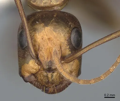 Camponotus semitestaceus - CASENT0840906