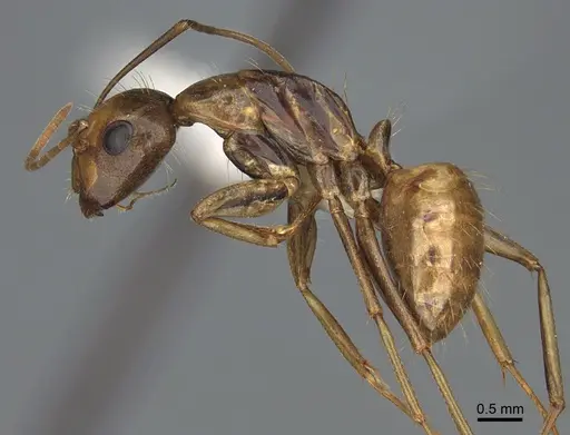 Camponotus semitestaceus - CASENT0840906