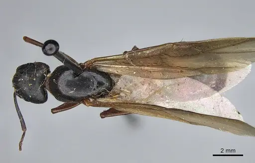 Camponotus semitestaceus - CASENT0840907