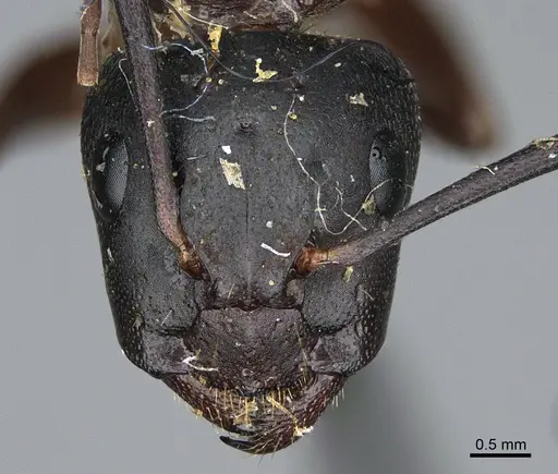 Camponotus semitestaceus - CASENT0840907