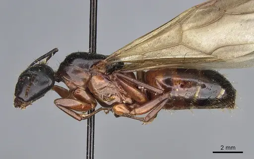Camponotus semitestaceus - CASENT0840907