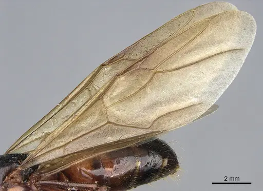 Camponotus semitestaceus - CASENT0840907