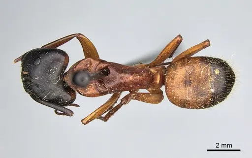 Camponotus semitestaceus - CASENT0840909