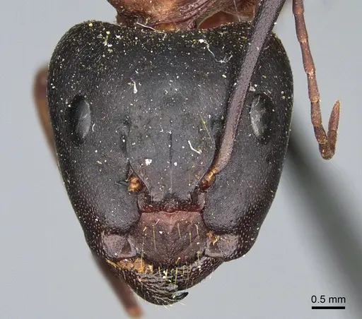 Camponotus semitestaceus - CASENT0840909