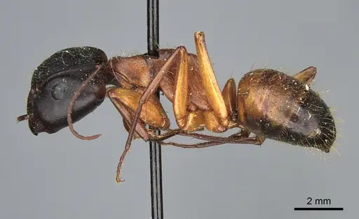 Camponotus semitestaceus - CASENT0840909