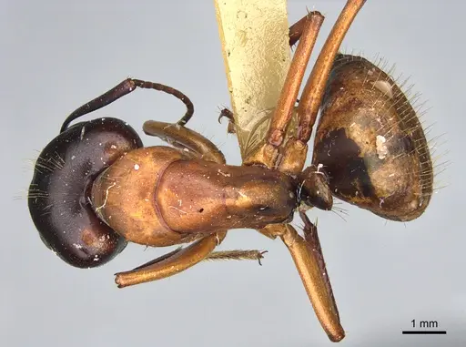 Camponotus semitestaceus - CASENT0840911