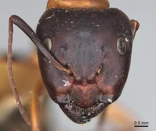 Camponotus semitestaceus - CASENT0840911