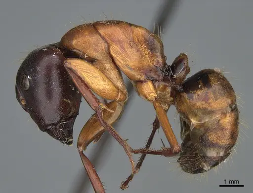 Camponotus semitestaceus - CASENT0840911