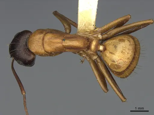 Camponotus semitestaceus - CASENT0840916