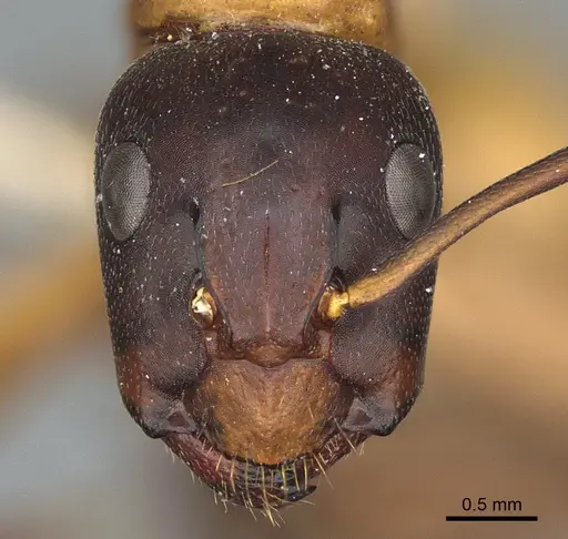 Camponotus semitestaceus - CASENT0840916