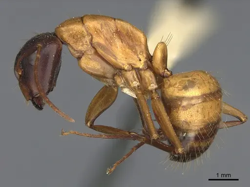 Camponotus semitestaceus - CASENT0840916
