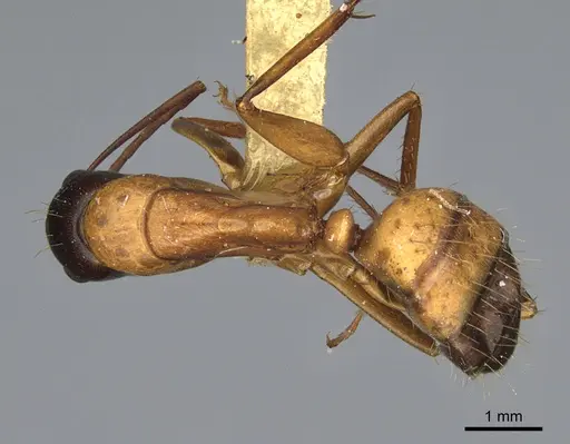Camponotus semitestaceus - CASENT0840919