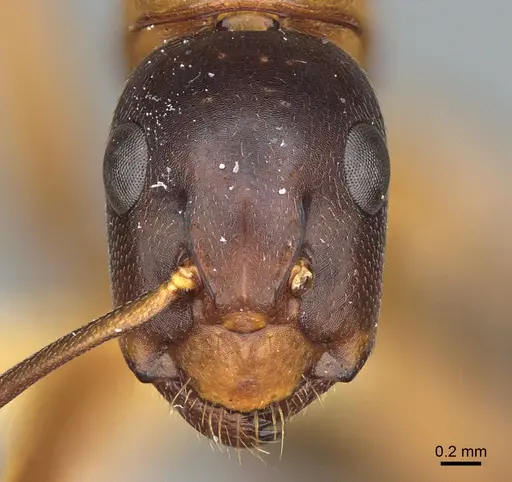 Camponotus semitestaceus - CASENT0840919