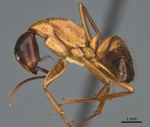 Camponotus semitestaceus - CASENT0840919