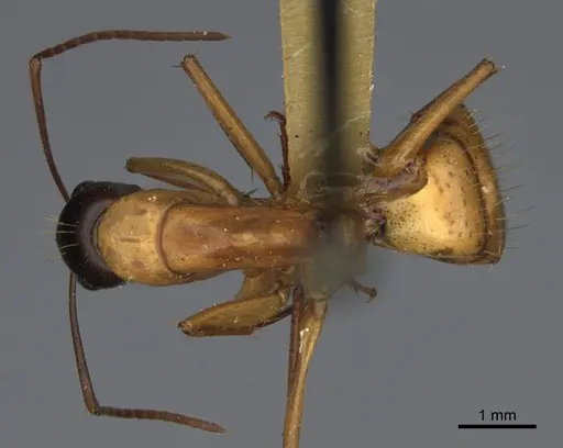 Camponotus semitestaceus - CASENT0840920