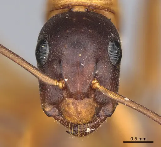 Camponotus semitestaceus - CASENT0840920