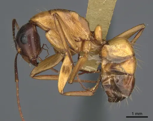 Camponotus semitestaceus - CASENT0840920