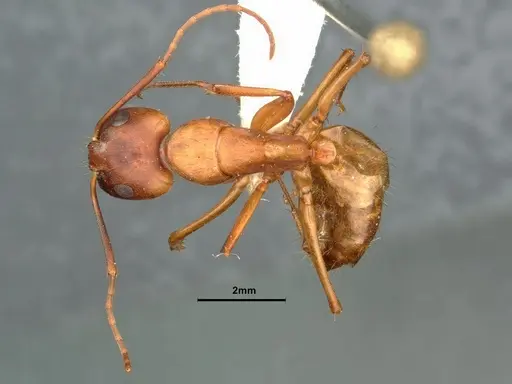 Camponotus semitestaceus - CASENT0882213