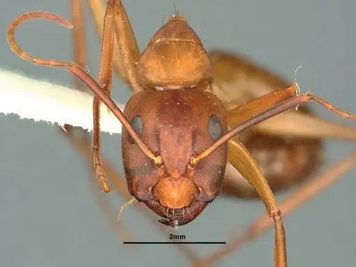 Camponotus semitestaceus - CASENT0882213