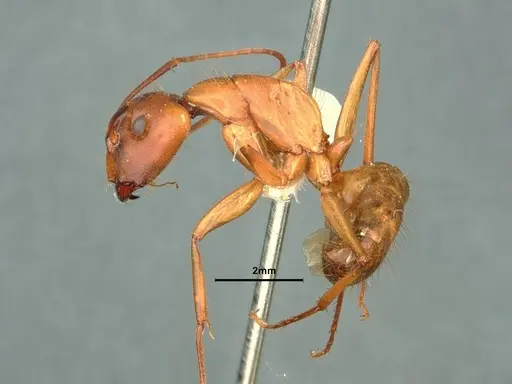 Camponotus semitestaceus - CASENT0882213