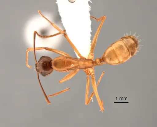 Camponotus semitestaceus - CASENT0882268