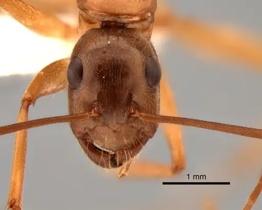 Camponotus semitestaceus - CASENT0882268