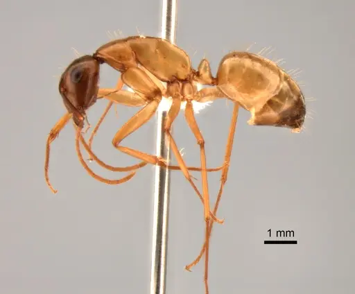 Camponotus semitestaceus - CASENT0882268