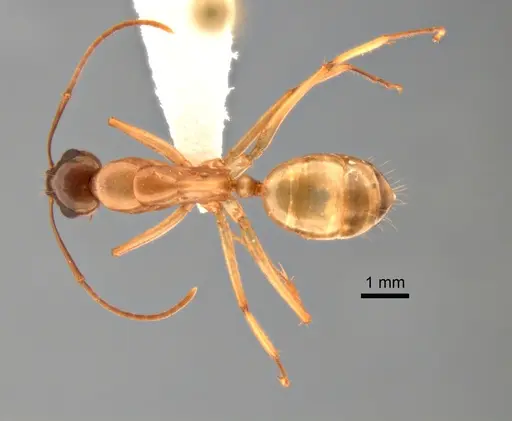 Camponotus semitestaceus - CASENT0882275