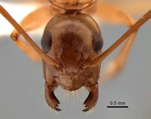 Camponotus semitestaceus - CASENT0882275