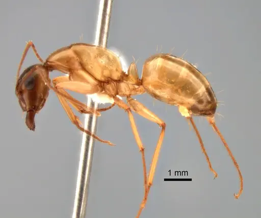 Camponotus semitestaceus - CASENT0882275