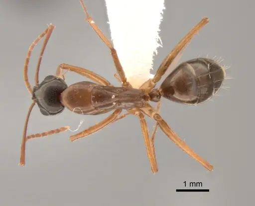 Camponotus semitestaceus - CASENT0882281