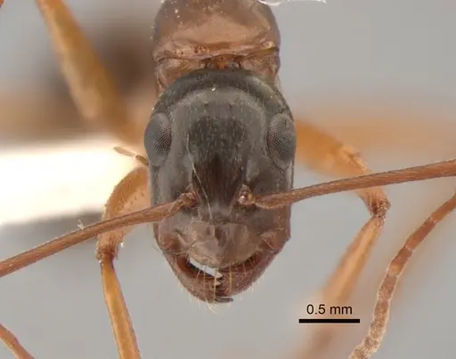 Camponotus semitestaceus - CASENT0882281