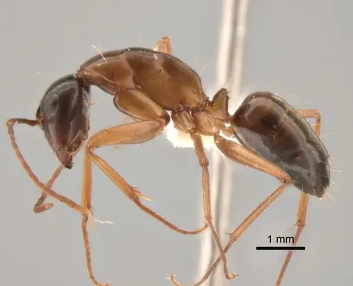Camponotus semitestaceus - CASENT0882281
